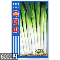 청농종묘 와송 씨앗 5000립 와송씨앗 와송씨 신탑 탑송 씨, 흑대파