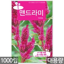 청농종묘 봉선화 씨앗 500립 봉선화씨앗 봉숭아씨앗 꽃씨앗 꽃 꽃씨 야생화씨앗 야생화 야생꽃씨, 06_대용량_맨드라미(1000립)