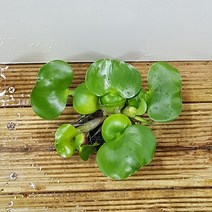 행복한꽃순이 부레옥잠(10개 1세트), 10개