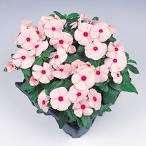 씨앗 일일초 자이오 살몬핑크아이10립, 1개