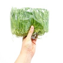 대관령 청정농원 밀싹(500g / 1kg), 1박스, 1kg