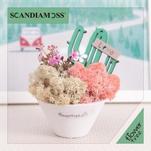 미세먼지 철벽방어! 실내공기정화식물 스칸디아모스 모음 천연이끼, 11.스칸디아선인장화분set 15cm-화이트