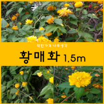 착한가격나무생각 황매화 1.5m 1주