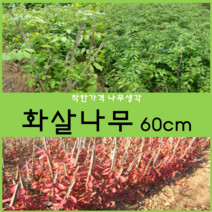 착한가격 나무생각 화살나무 60cm 1주