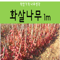 착한가격나무생각 화살나무 1m 1주