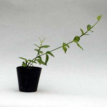 금산묘목나라 줄사철 모종 40포트 묶음 야생화 키우기, 1개