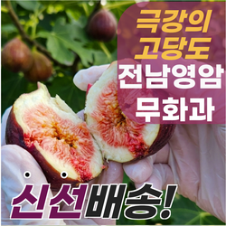 [선착순한정]진한 꿀당도 영암 홍무화과 산지직송