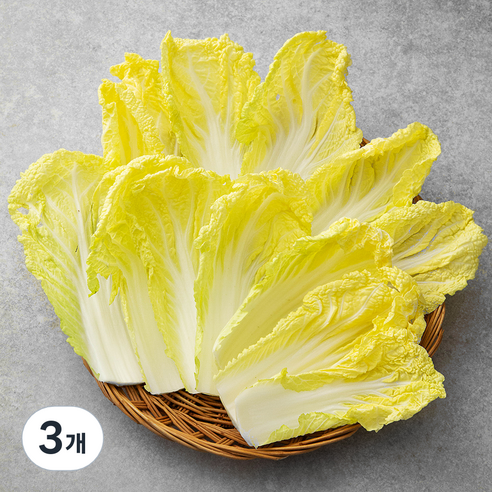 쌈용 맛배추