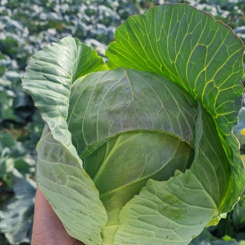 [제니네 제철과일] 산지직송 제주 미니 양배추 아삭한 겨울 제철