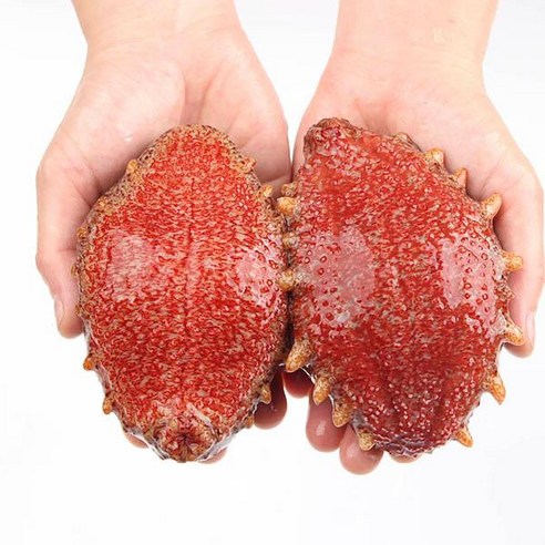 숨비해물 거제도 해녀 자연산 홍해삼1kg(2~5미내외)