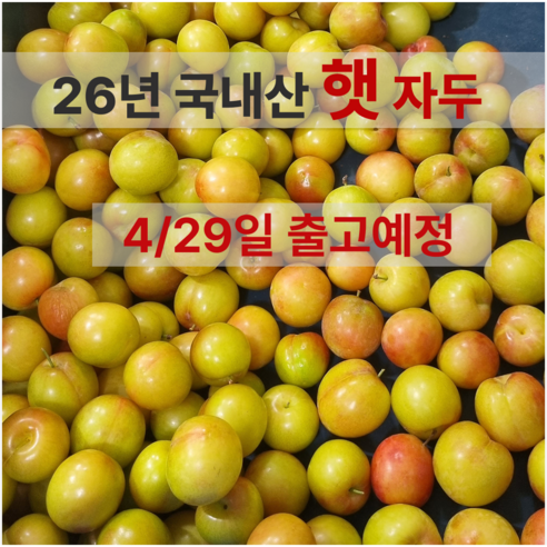 [4/29일 출고예정임박] 고당도 햇 하우스 자두 경북 산지직송, 1박스, 중과 / 300g x 4팩 (팩당 4-6과)