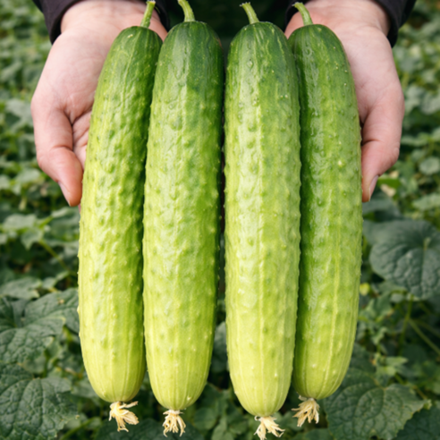 [반값초특가] 고품질선별 시원한 백오이 백다다기오이, 1박스, 5kg