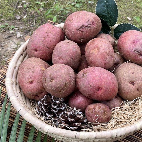 [제니네 제철과일] 산지직송 햇 홍감자 하우스 제철 국내산, 1개, 햇홍감자 특 5kg