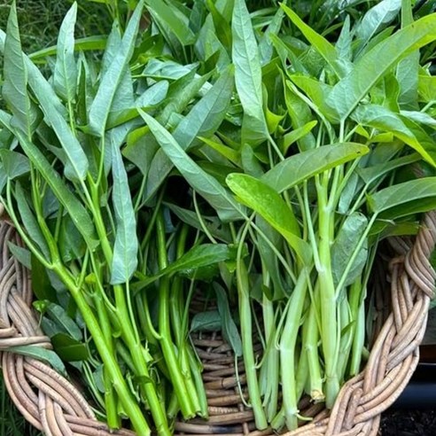 공심채 모닝글로리 Rau Muong 신선 채소 볶음요리용 동남아 채소 당일수확, 1박스, 5kg