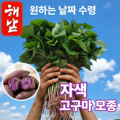 더맛곳간 국내산 해남 자색고구마 모종 고구마순 종근 종순 종자 자색고구마