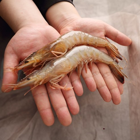 서해 연평도 자연산 암대하 왕새우