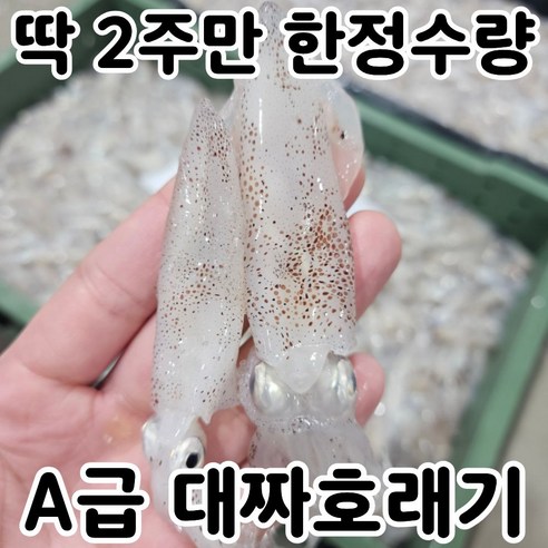 [한정수량] 대왕 호래기 횟감 생물 산지직송