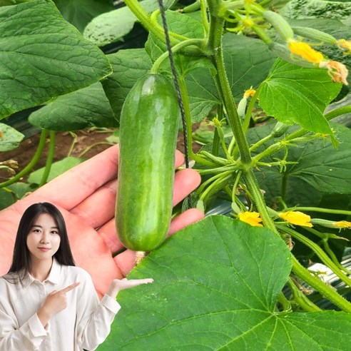 특가 청담농수산 미니오이 스낵오이