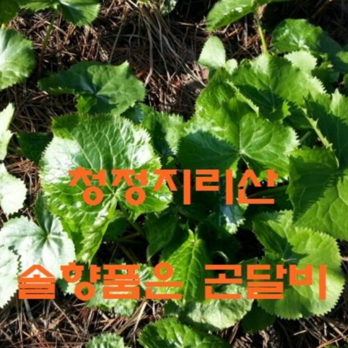 곤달비,지리산곤달비 솔향품은 곤달비 600g 1kg선택, 1개, 600g