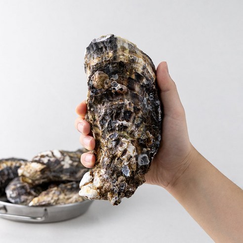 레브 당일작업 산지직송 통영 삼배체 굴 대왕굴, 1개, 2kg