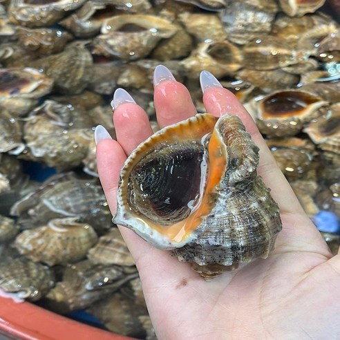 국내산 제철 서해안 생물 활 참소라 찜 구이 숙회 장, 1개, 1kg 중(6~10미 내외)