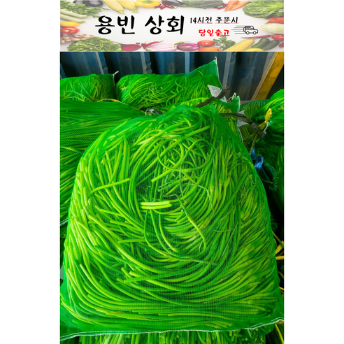 ( 용빈 상회 ) 국내산 햇 마늘쫑 1kg 2kg 3kg 5kg내외