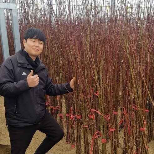 복숭아나무묘목 장호원 황도 접목1년 상묘 천중도 마도카황도, 1개, 장호원접목상묘
