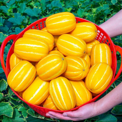 [파격초특가] 산지선별 초고당도 가정용 성주참외, 1박스, 3kg (소과)