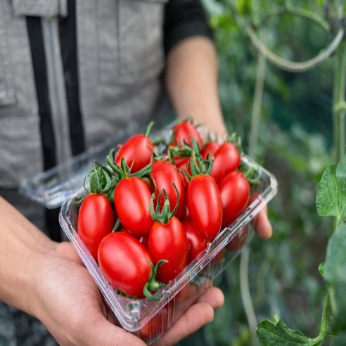 금메달농수산 산지직송 자몽향 스테비아 방울토마토, 1개, 500g 2팩