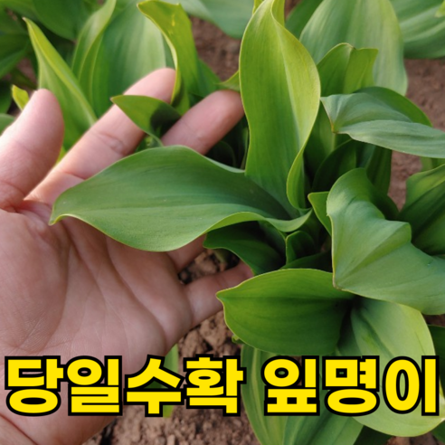 [200박스한정특가] 국산 생 명이나물 산마늘