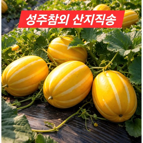 [고당도] 성주 꿀참외 산지직송 당일수확 당도선별 가정용3kg 5kg, 1박스, 중대과5kg