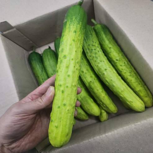 [국내산] 아삭아삭 백오이 백다다기 오이, 1개, 3kg
