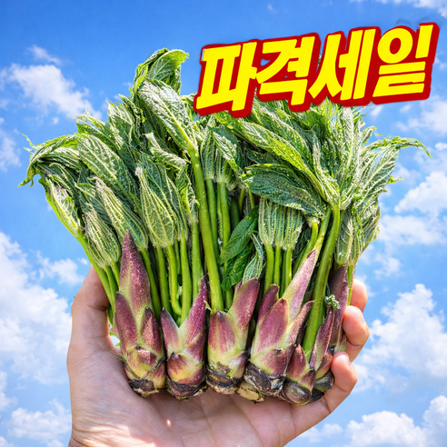 [100박스한정판매] 국산100% 당일수확 개두릅 엄나무순