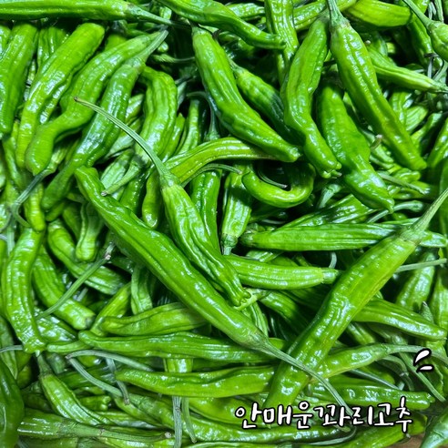 안 매운 꽈리고추 당일경매 특급 300g, 500g, 1개, 1개, 500g