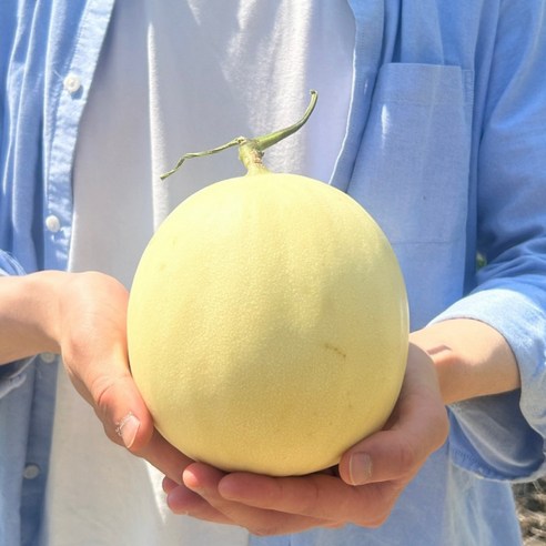 초고당도 천안 수신메론 홈런스타 멜론