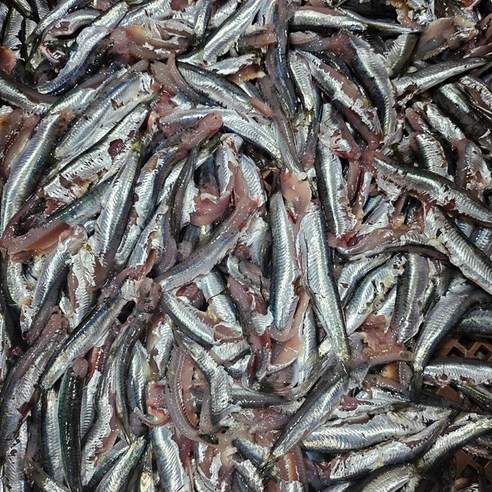 삼시세끼연구소 한달만나오는 완전 손질 생멸치 생물 멸치회 생멸치회, 1박스, 1.5kg(원물 3kg)