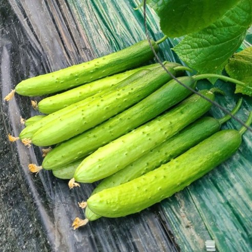 쓴맛 없이 맛있는 오이 소박이 오이지용 양주농부 클로렐라 백다다기 백오이, 1박스, 클로렐라 오이 18kg (100개-110개)