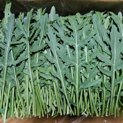 [하루채소] 와일드루꼴라 500g,1kg 가락시장직배송