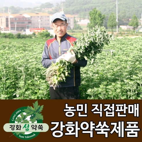 강화도토박이 강화약쑥 강화사자발쑥 강화사자발약쑥 쑥즙