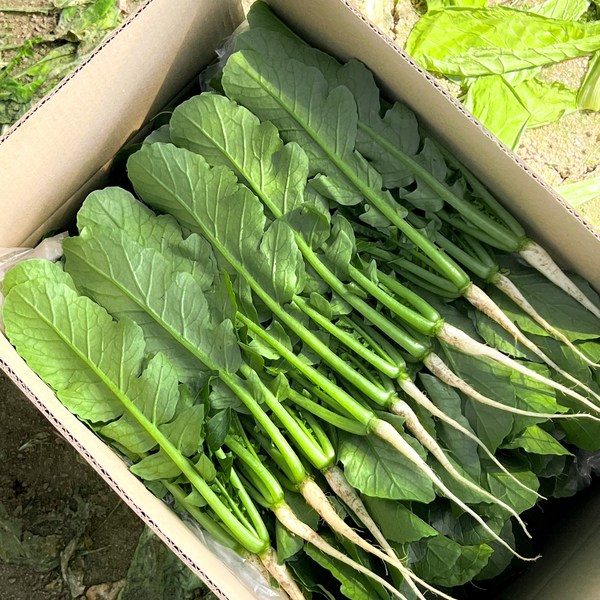 싱싱함 그대로! 간편하게 즐기는 데친열무: 완벽한 선택 가이드