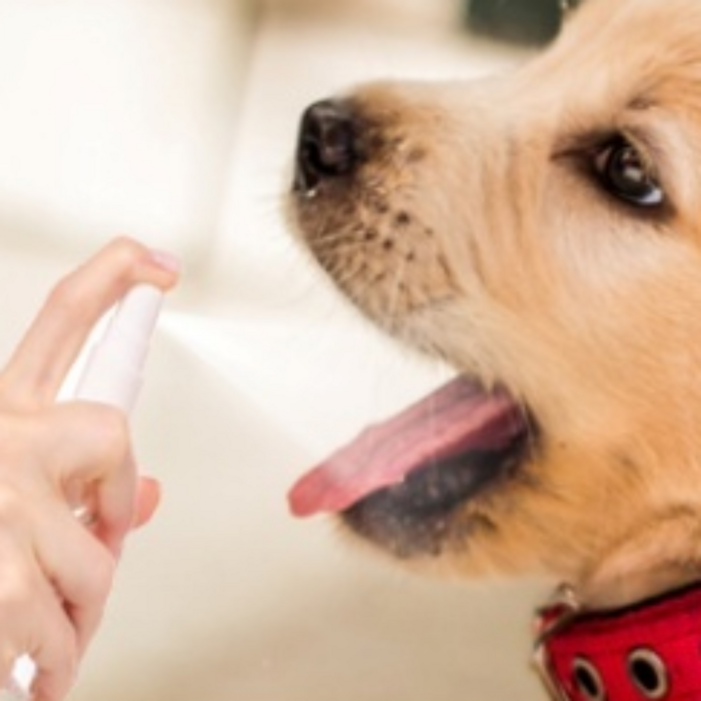 고양이치은염 아기고양이입냄새 고양이구내염 고양이치주염 강아지치석스프레이