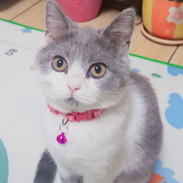 마이카싸 무배 111 고양이 방울 목걸이 3p 마이카싸 무배 111 고양이 방울 목걸이 3p