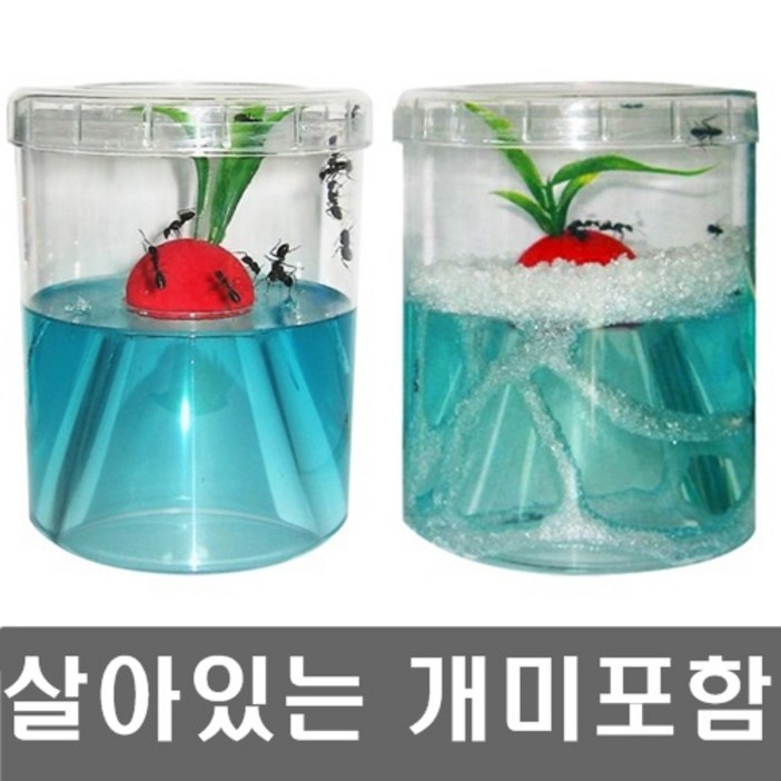 개미집워크북 살아있는 개미포함개미키우기 세트앤트빌곤충키우기