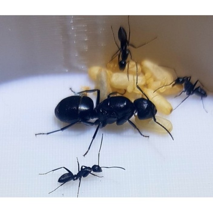 일본왕개미 여왕1 일개미 1~5 여왕개미 어린이선물