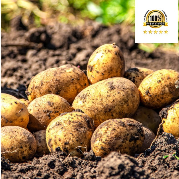 국내산 강원도 계진 두백 감자 햇감자