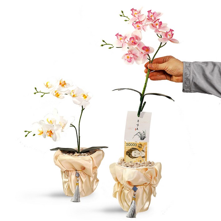 반전보장 뽑으면 돈 나오는 호접란 용돈박스