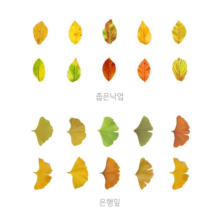 예삐스토어 11 낙엽 메모지 스티커 가을 단풍 나뭇잎 접착 다꾸 다이어리 꾸미기