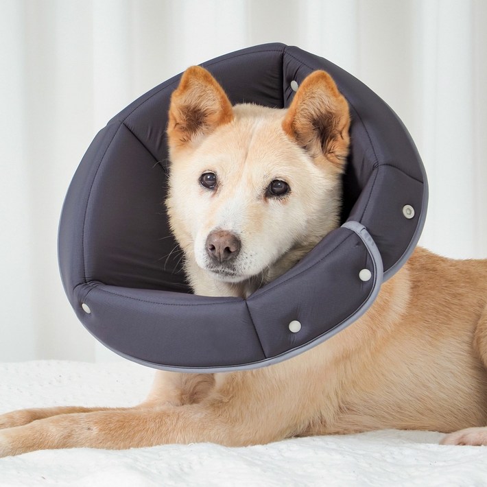 개놀자 반려동물 펜타곤 넥카라 대형견 중형견, 투톤블랙그레이, 1개