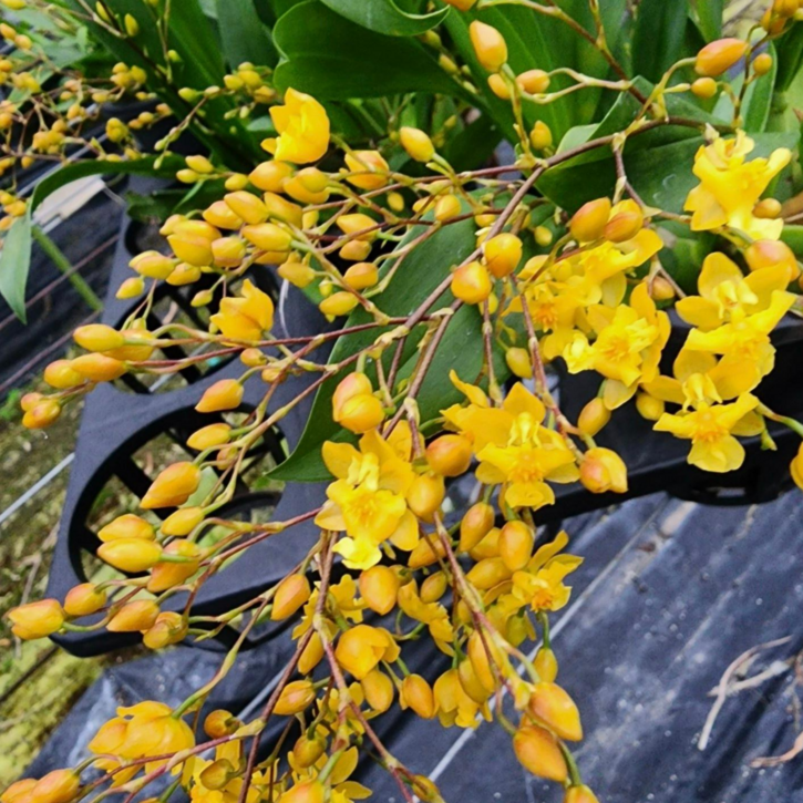 팜 이연숙TV난원 온시디움 환타지아 상신골드꽃대 4대5대 , 1개